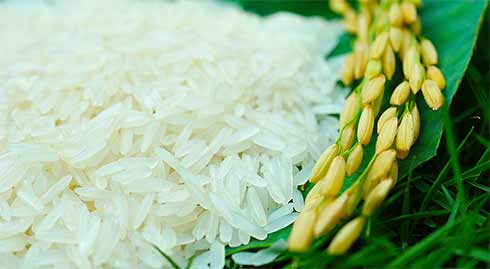 Đăng ký cấp giấy chứng nhận đủ điều kiện kinh doanh xuất khẩu gạo
